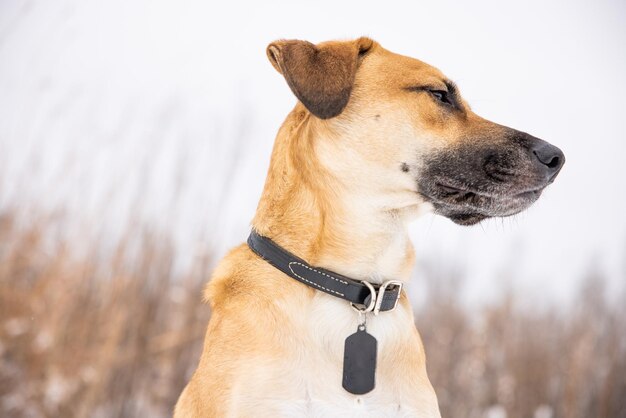 The best pet trackers and gps dog collars